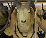 Click for more details.